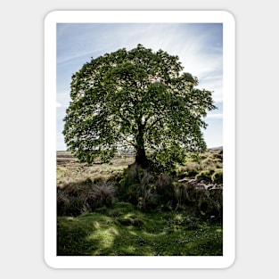 Sally Gap Tree Sticker